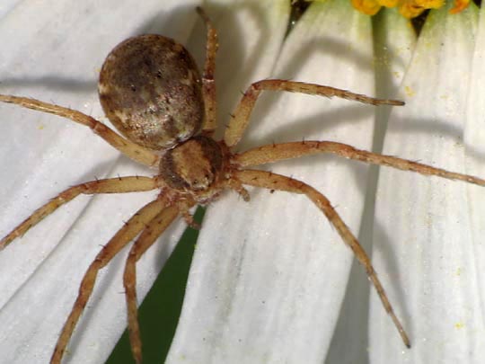 Laufspinne, Philodromus