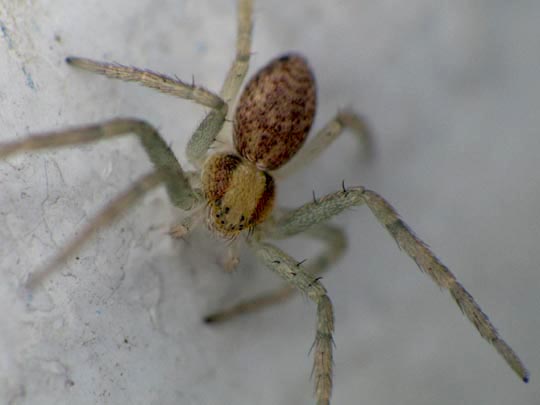 Laufspinne, Philodromus