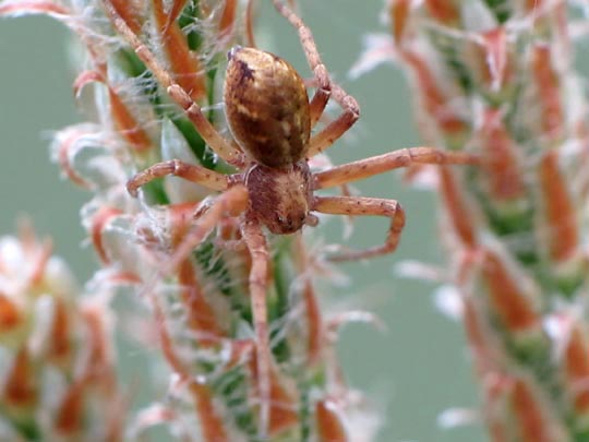 Laufspinne, Philodromus