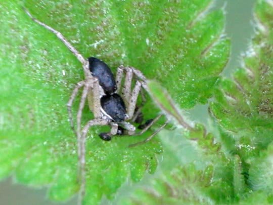 Philodromus dispar