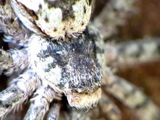 Philodromus margaritatus