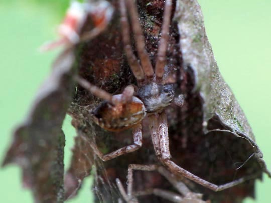 Laufspinne, Philodromus