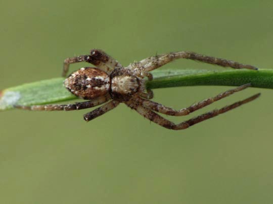 Laufspinne, Philodromus