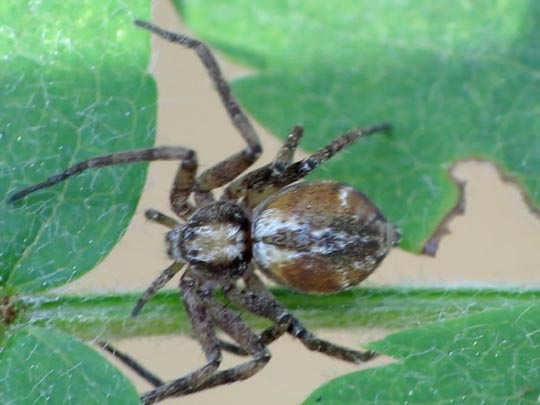 Laufspinne, Philodromus