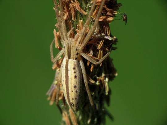 Tibellus sp.