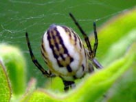 Streifenkreuzspinne, Mangora acalypha