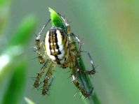 Streifenkreuzspinne, Mangora acalypha