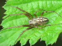 Neoscona adianta, Heideradnetzspinne