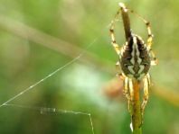 Neoscona adianta, Heideradnetzspinne