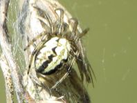 Neoscona adianta, Heideradnetzspinne