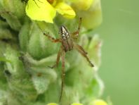 Neoscona adianta, Heideradnetzspinne