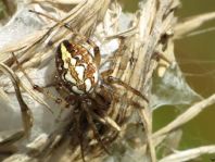 Neoscona adianta, Heideradnetzspinne