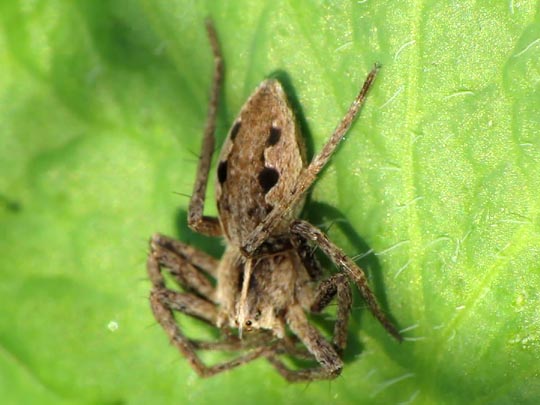 Listspinne, Pisaura mirabilis