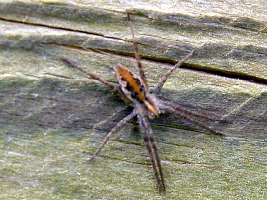 Listspinne, Pisaura mirabilis