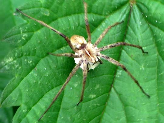 Listspinne, Pisaura mirabilis