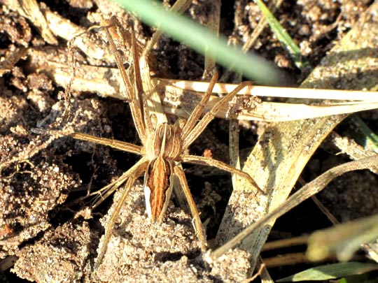 Listspinne, Pisaura mirabilis