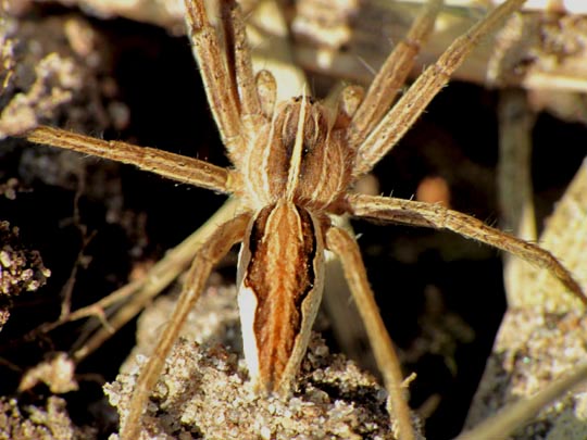 Listspinne, Pisaura mirabilis