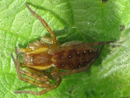 Dolomedes cf. fimbriatus, Gerandete Jagdspinne