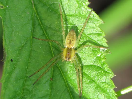 Dolomedes cf. fimbriatus, Gerandete Jagdspinne