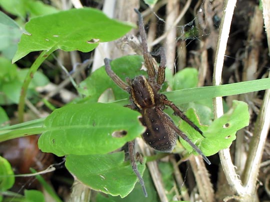 Dolomedes cf. fimbriatus, Gerandete Jagdspinne