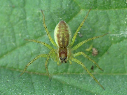 Dolomedes cf. fimbriatus, Gerandete Jagdspinne