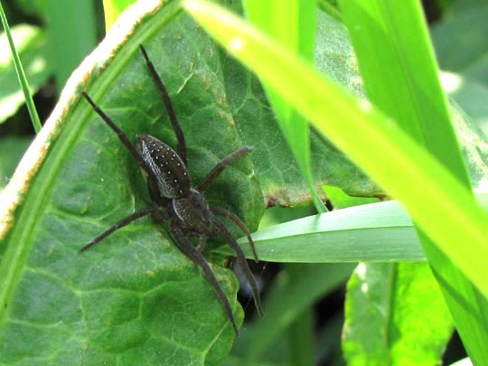 Dolomedes cf. fimbriatus, Gerandete Jagdspinne