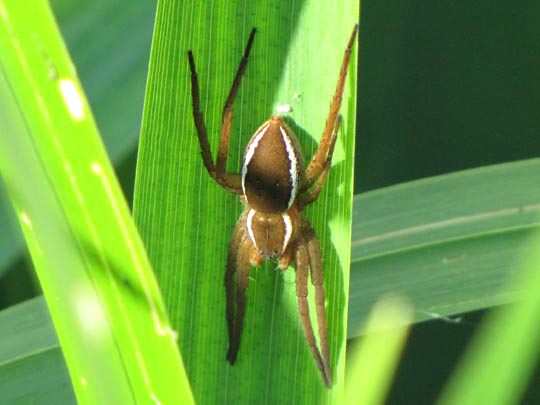 Dolomedes cf. fimbriatus, Gerandete Jagdspinne