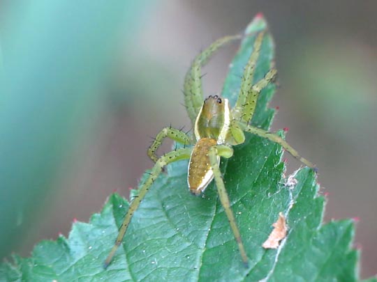 Dolomedes cf. fimbriatus, Gerandete Jagdspinne