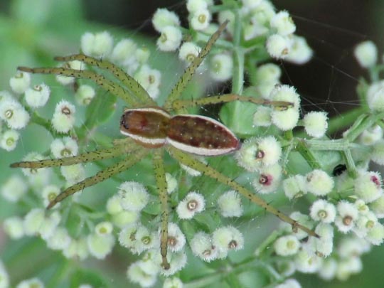 Dolomedes cf. fimbriatus, Gerandete Jagdspinne