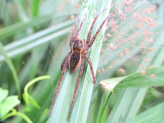 Dolomedes cf. fimbriatus, Gerandete Jagdspinne