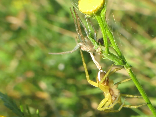 Dolomedes cf. fimbriatus, Gerandete Jagdspinne