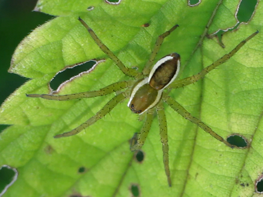 Dolomedes cf. fimbriatus, Gerandete Jagdspinne