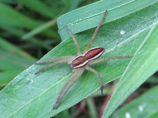 Dolomedes cf. fimbriatus, Gerandete Jagdspinne