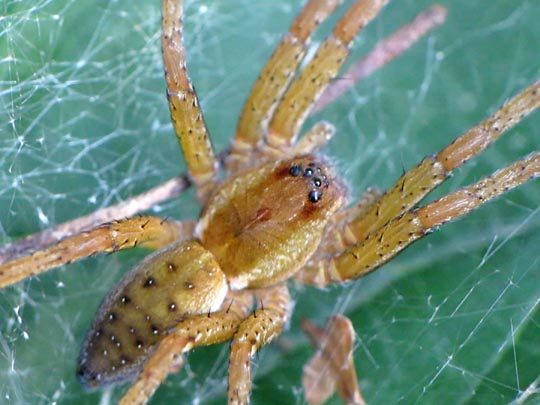 Dolomedes cf. fimbriatus, Gerandete Jagdspinne