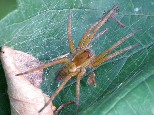 Dolomedes cf. fimbriatus, Gerandete Jagdspinne