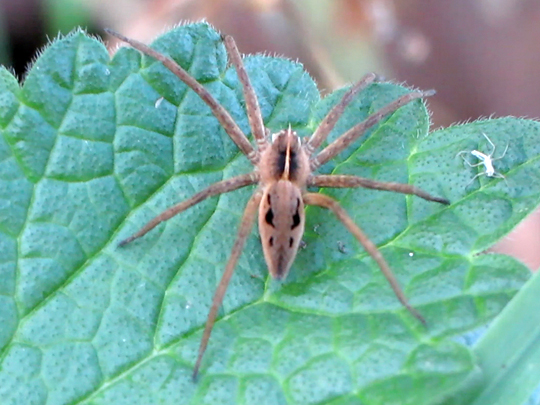 Listspinne, Pisaura mirabilis