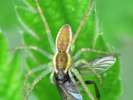 Dolomedes cf. fimbriatus, Gerandete Jagdspinne