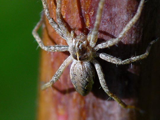 Listspinne, Pisaura mirabilis