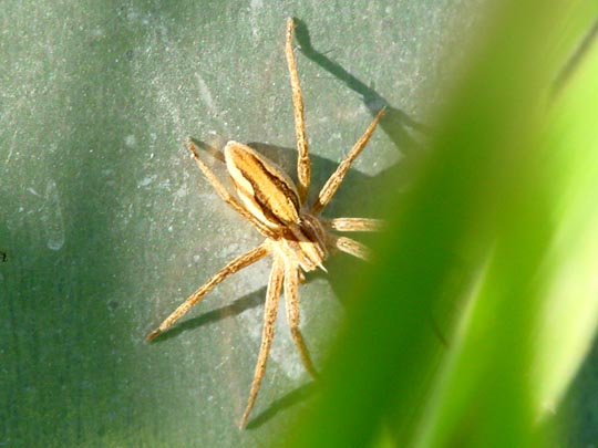 Listspinne, Pisaura mirabilis