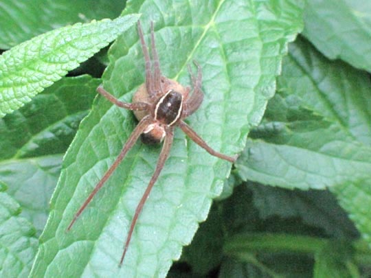 Dolomedes cf. fimbriatus, Gerandete Jagdspinne