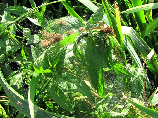 Dolomedes cf. fimbriatus, Gerandete Jagdspinne