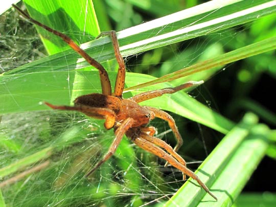 Dolomedes cf. fimbriatus, Gerandete Jagdspinne