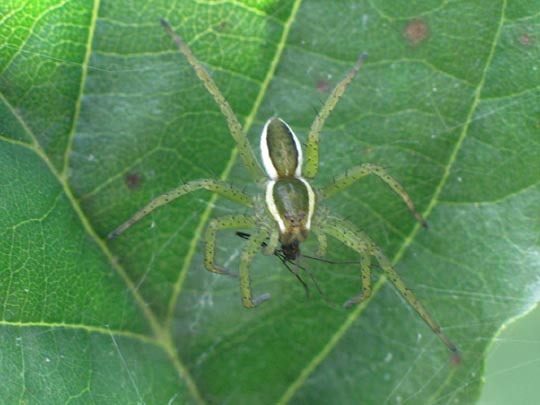 Dolomedes cf. fimbriatus, Gerandete Jagdspinne