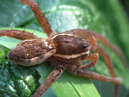 Dolomedes cf. fimbriatus, Gerandete Jagdspinne