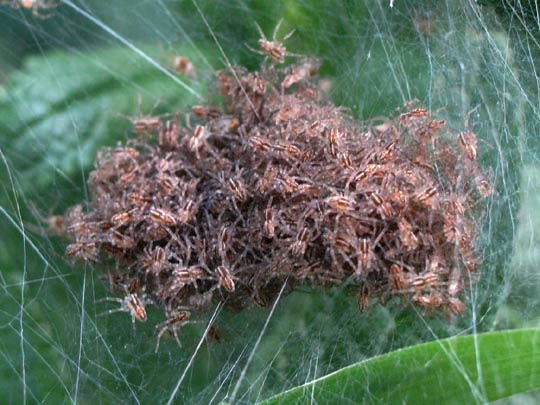 Dolomedes cf. fimbriatus, Gerandete Jagdspinne