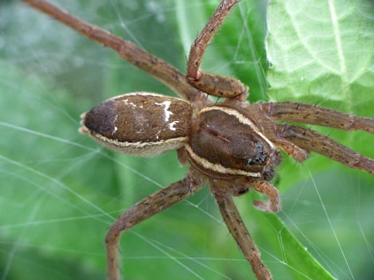 Dolomedes cf. fimbriatus, Gerandete Jagdspinne