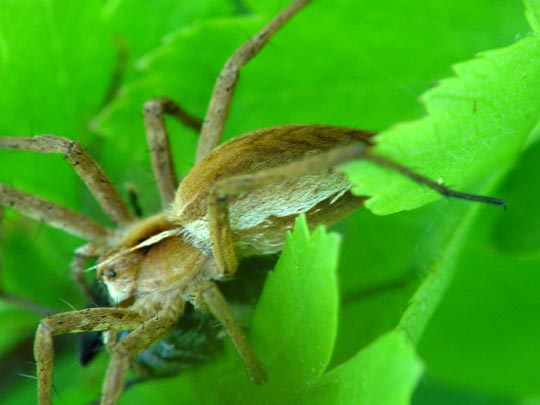 Listspinne, Pisaura mirabilis