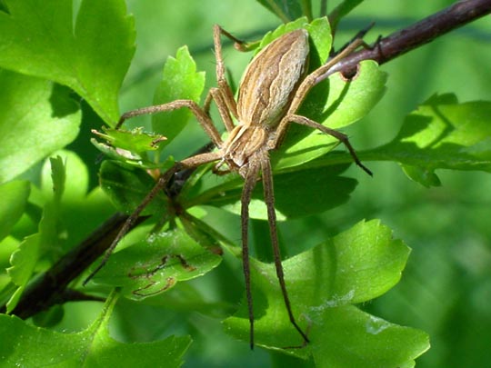 Listspinne, Pisaura mirabilis