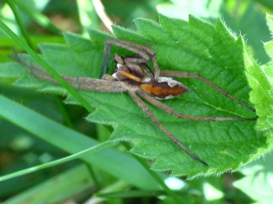 Listspinne, Pisaura mirabilis