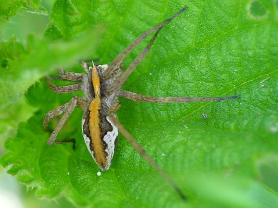 Listspinne, Pisaura mirabilis